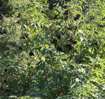 Holunderstrauch_mit_reifen_Holunderbeeren.Eis-Gelati.GroßHandel_Eis_GmbH