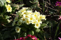 Wetter.TV, mit Webcams - Städte, 14 Tage Wettervorschau. Frühlingswetter, Primeln in verschiedenen Farben vor dem Büro der GroßHandel EIS GmbH. Frühlingswetter Bild: Gerhard Hager