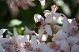 Kit_Val_Bianca.Mit_dem_Durft_des_Fruehlings_und_den_Fruechten_des_Herbstes.Bei_GrossHandel_EIS_GmbH.