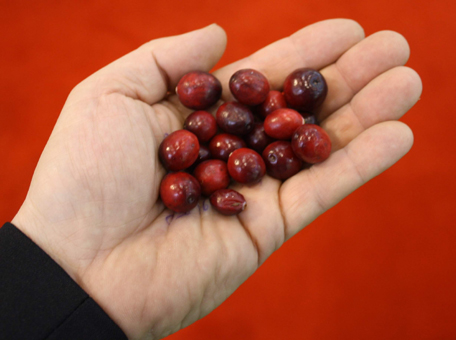 GroßHandel EIS GmbH, Gerhard Hager bei der Verkostung von Cranberrys, Sial Paris. Für Sie unterwegs