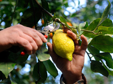 Zitronenernte. Sorrento Zitronen für die Verarbeitung von original Limoncello werden mit der Hand geerntet. GroßHandel EIS GmbH