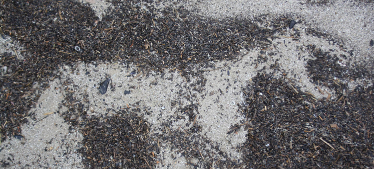 Strandbild aus natürlichen Materialien von Wind, Wellen und Meer hergestellt. Rimini vor der Eismesse Sigep.